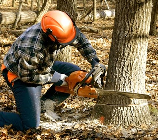 Tree Removal in Luck, WI